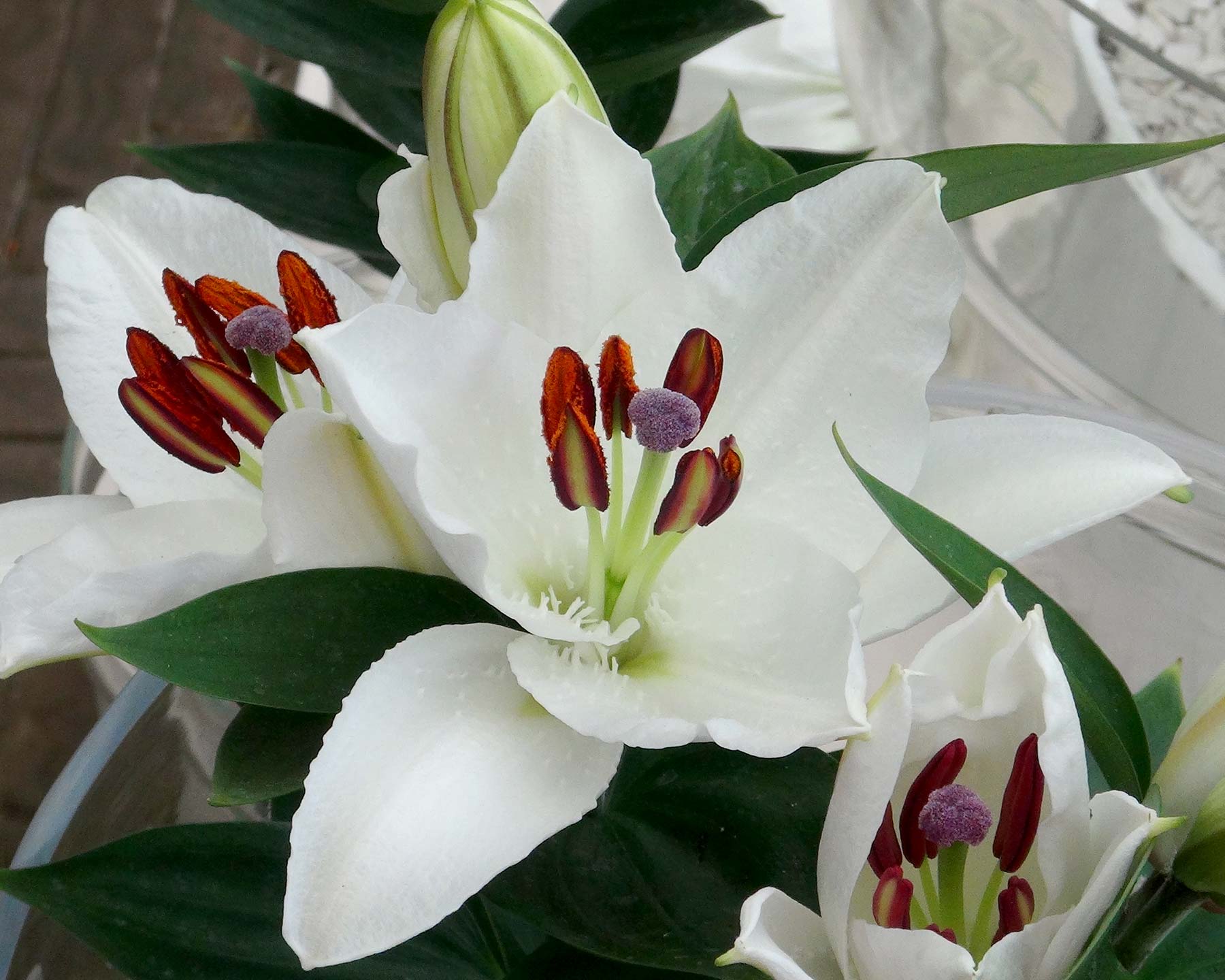 Oriental hybrid lilies - Hybrid with pure white flowers