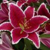 Lilium oriental hybrid - After Eight - Deep pink with white margin bowl shaped flowers - petals (tepals) marked with  black spots