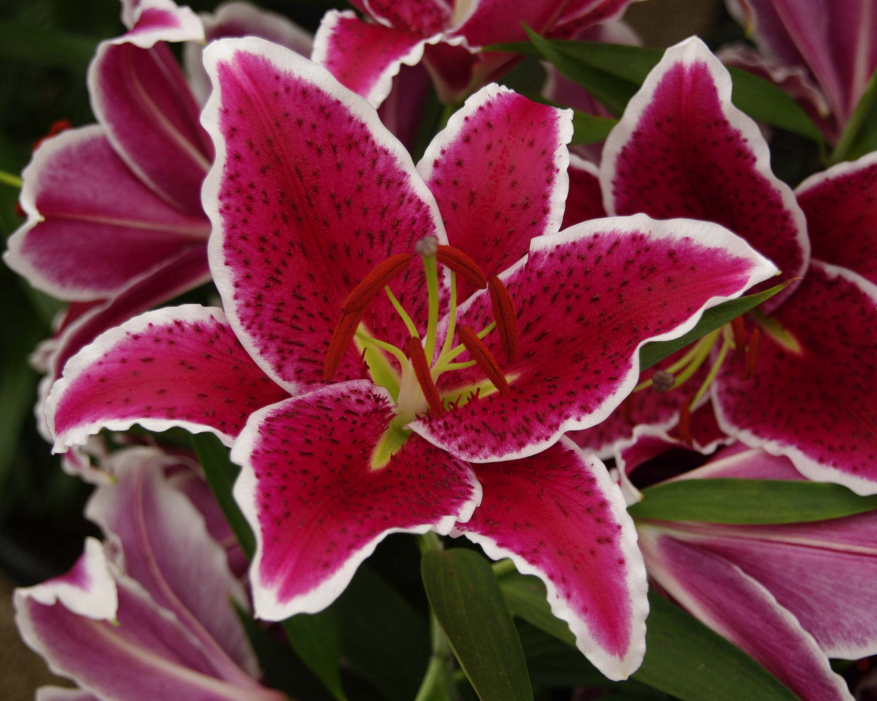 Lilium oriental hybrid - After Eight - Deep pink with white margin bowl shaped flowers - petals (tepals) marked with  black spots