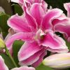 Lilium Oriental Hybrid Balonica - double bloomed bowl shaped flower - pink with soft white margin
