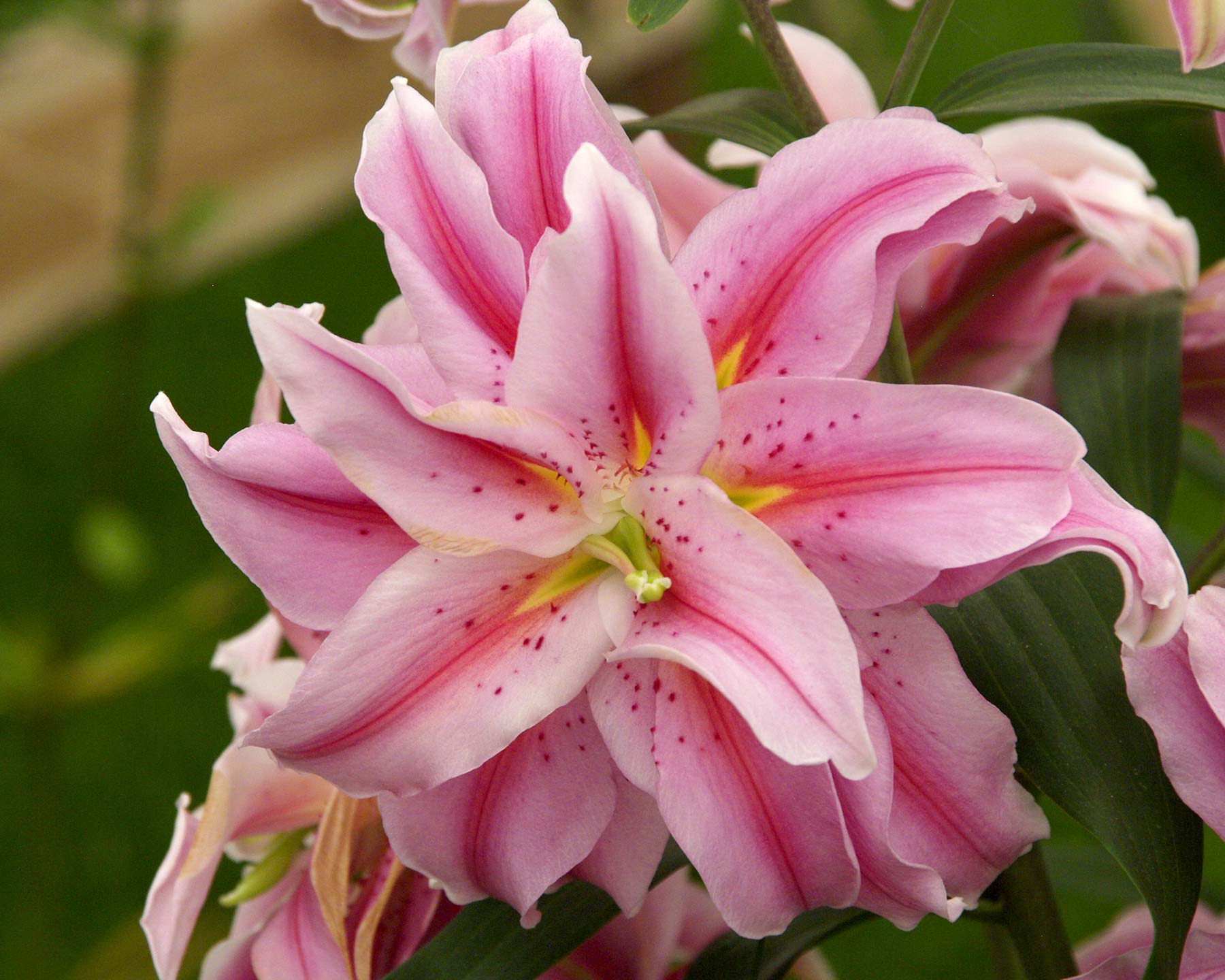 Lilium Oriental Hybrid Double Felicia - double bowl shaped flowers pink with a deep pink central band