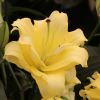 Lilium oriental hybrid 'Exotic Sun'