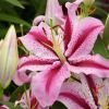 Lilium Oriental hybrid Jaybird - large bowl shaped flower - pink with deep pink central band and deep pink spots