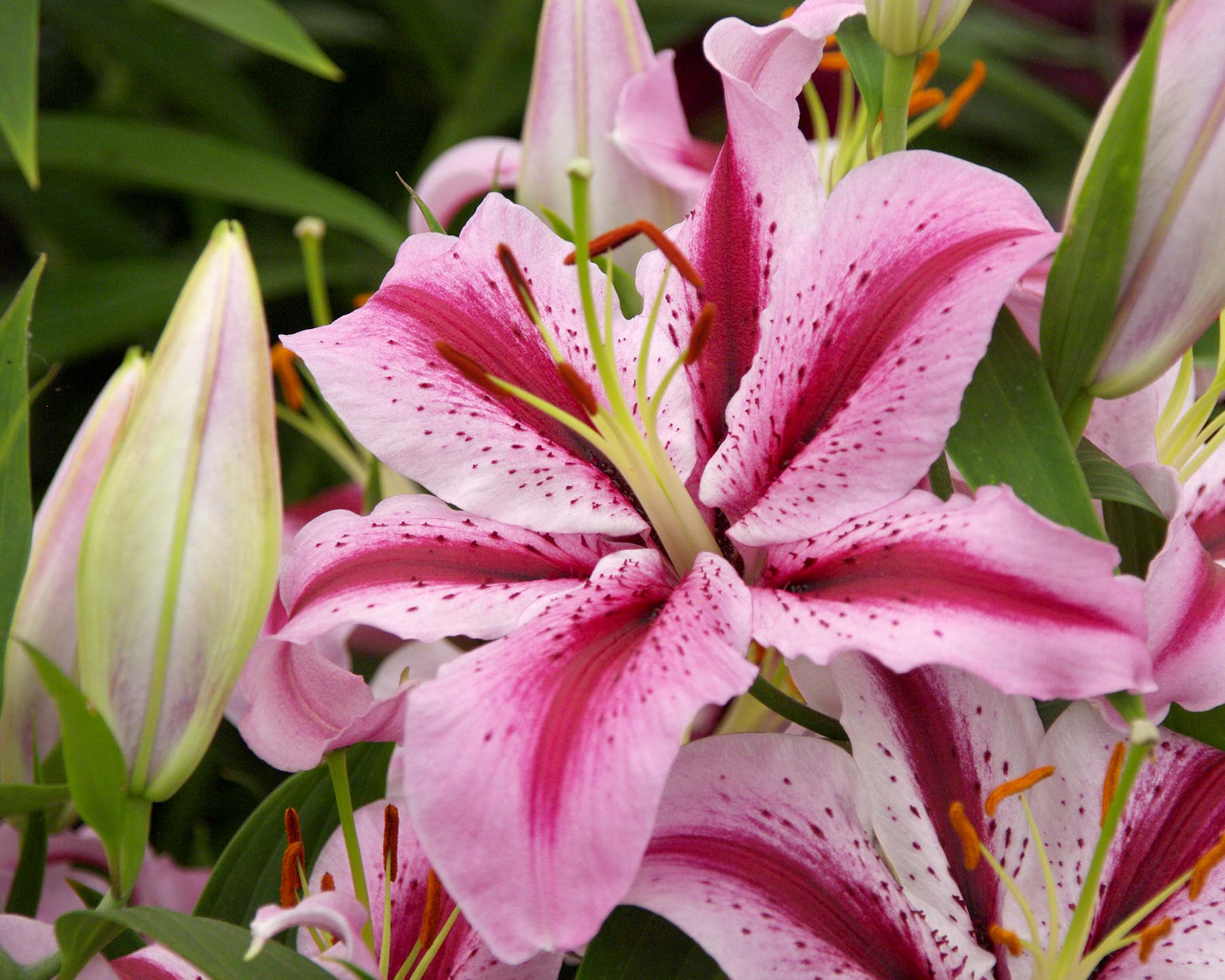 Lilium Oriental hybrid Jaybird - large bowl shaped flower - pink with deep pink central band and deep pink spots