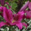 Oriental lilies - 'Pink Explosion'. Huge deep pink flowers