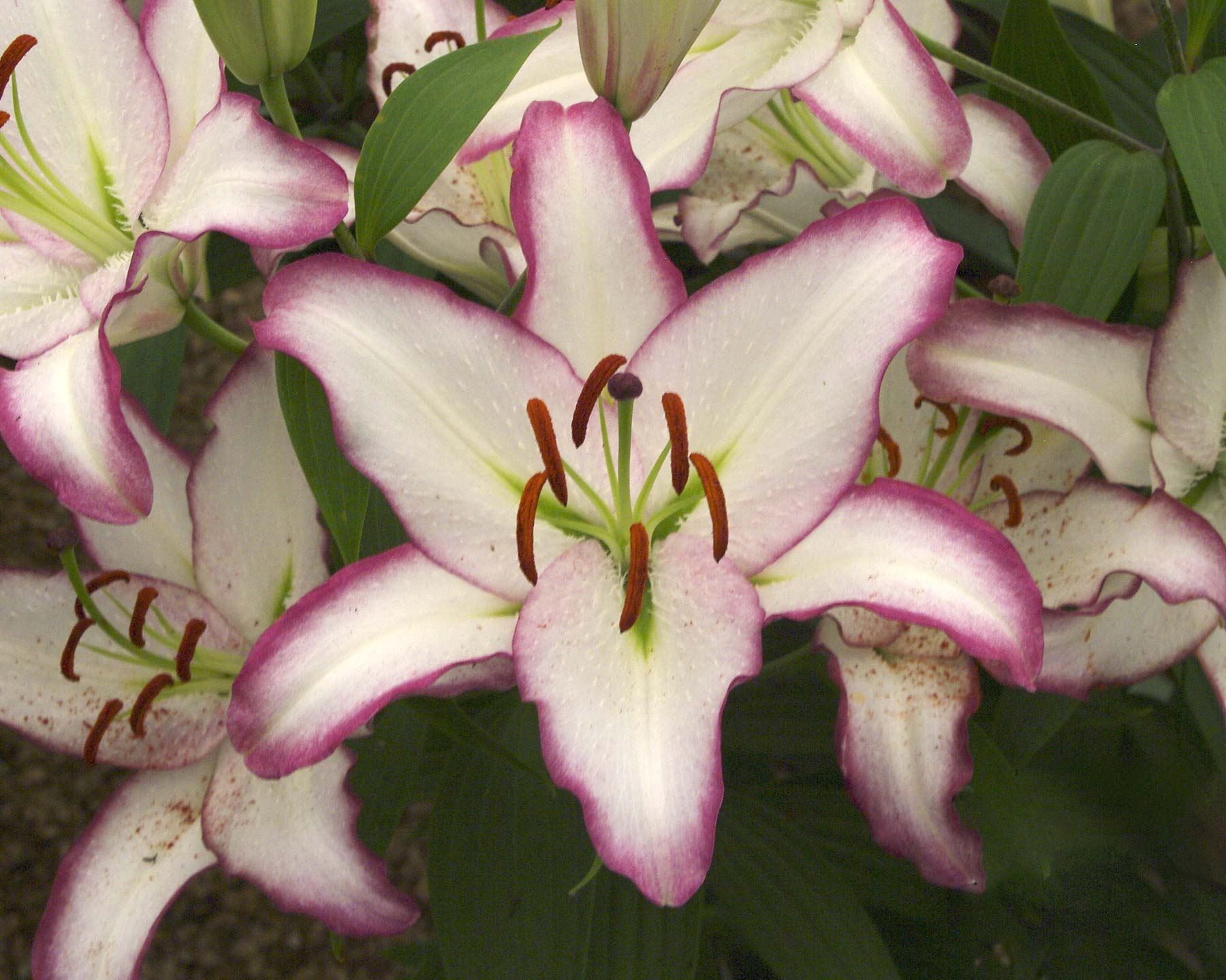 Oriental hybrid lilies - Purple Fountain - white petals with purple margin