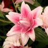 Oriental hybrid lilies - 'Rose Lily Isabella'. Double flowers. Petals pink with paler pink margin