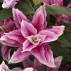 Lilium oriental hybrid 'Roselily Ciara'