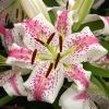 Lilium Oriental Hybrids - Spectator - White flower with pink central band and magenta spots