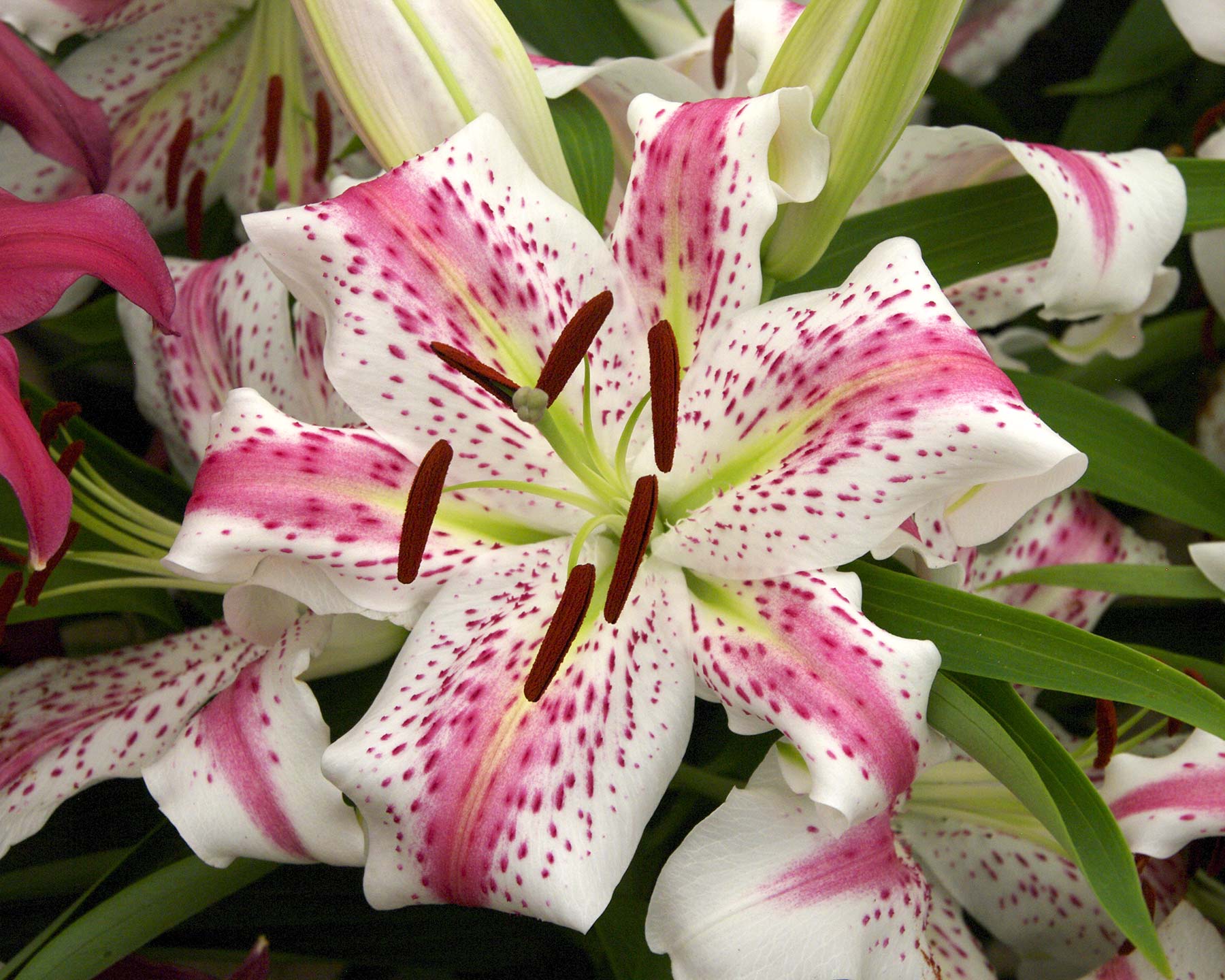 Lilium Oriental Hybrids - Spectator - White flower with pink central band and magenta spots