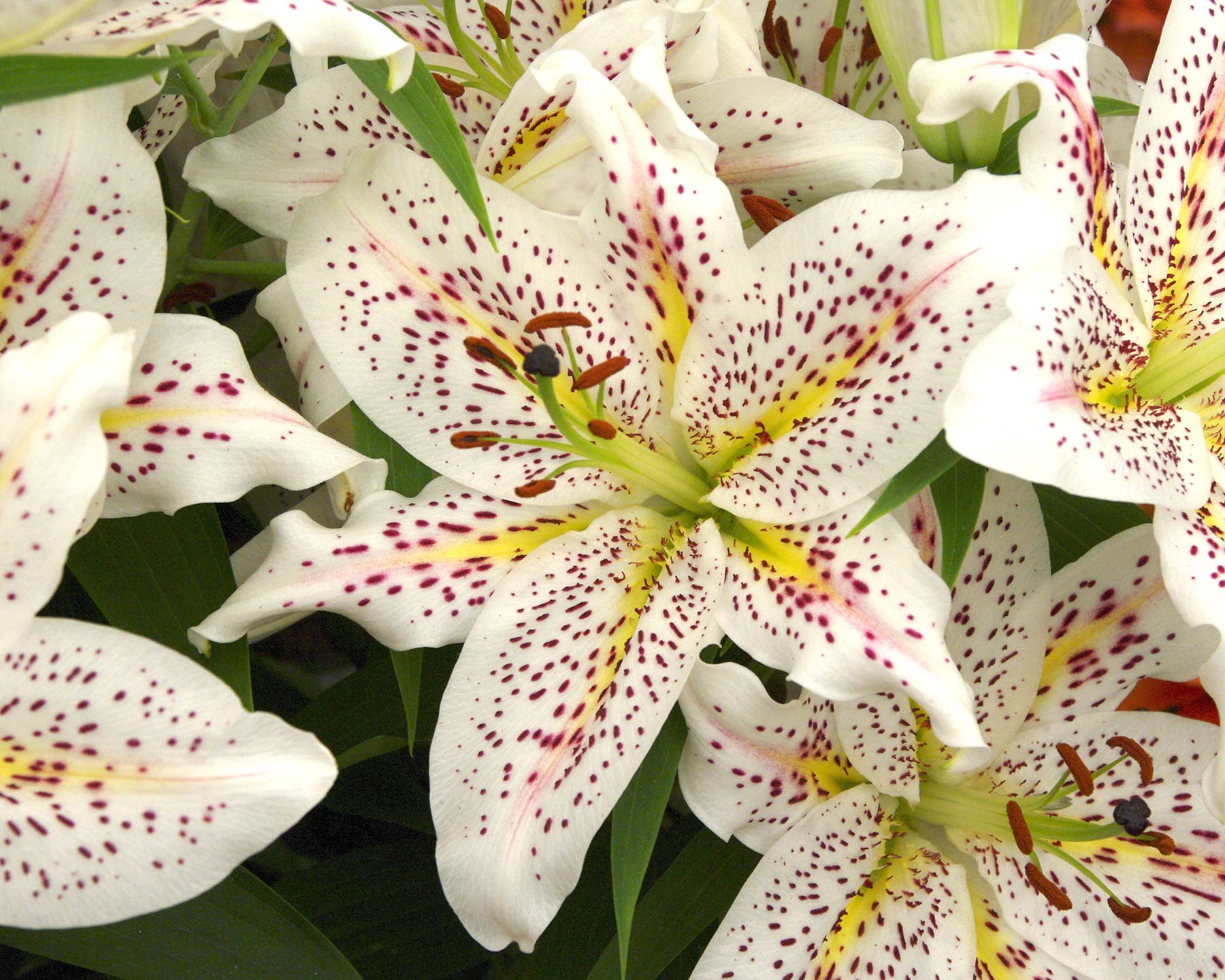 Lilium Oriental hybrid Top Specs - open bowl shaped white flowers - central pink band yellwo towards the centre and magenta spots.