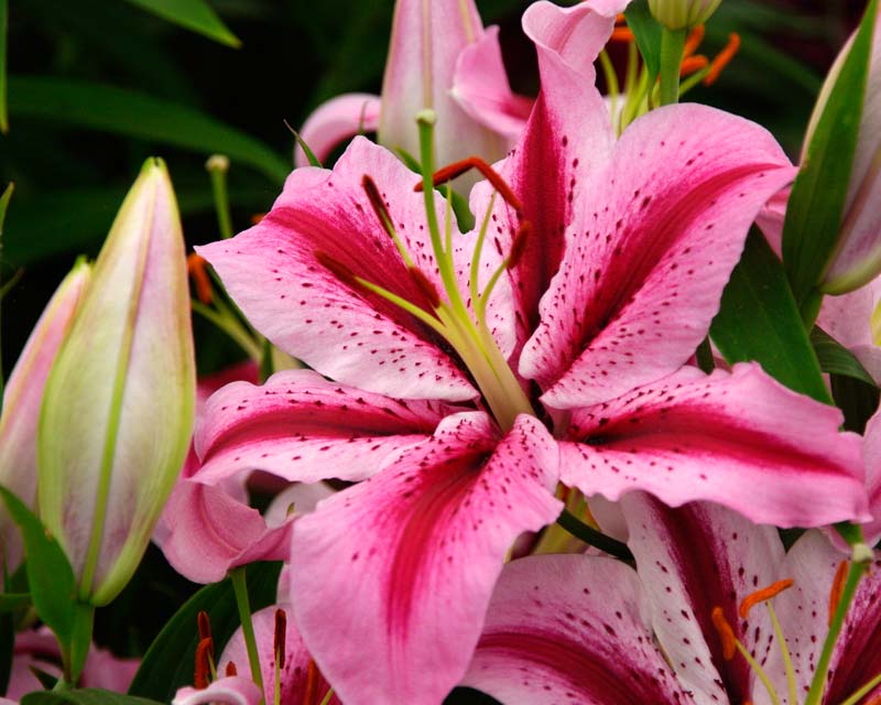 GardensOnline: Lilium Oriental Hybrids