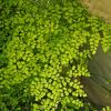 Adiantum aethiopicum, Maidenhair fern has fronds made up pretty wedge shaped and slightly rounded bright green leaves