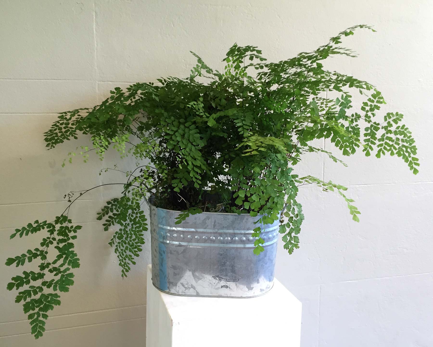Adiantum sp - wonderful pot plant