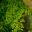 Adiantum aethiopicum, Maidenhair fern - so soft and delicate
