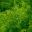 Adiantum aethiopicum, Maidenhair fern makes good understorey ground cover