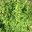 Adiantum Aethiopicum - maidenhair fern