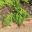 Adiantum Aethiopicum - Maidenhair Fern