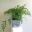 Adiantum sp - wonderful pot plant