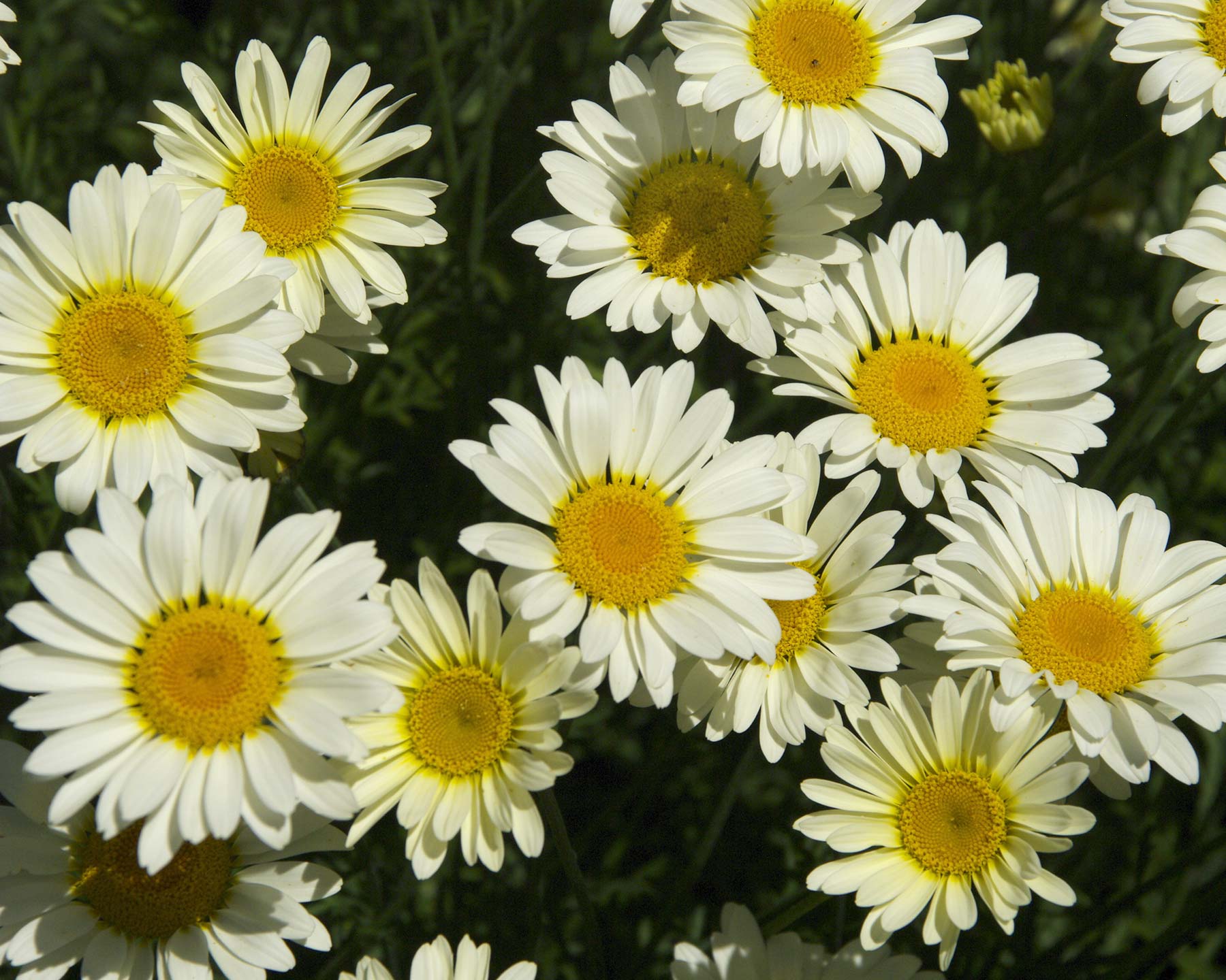 Anthemis tinctoria 'Susanna Mitchell' - creamy white daisy-like flowers with yellow centres