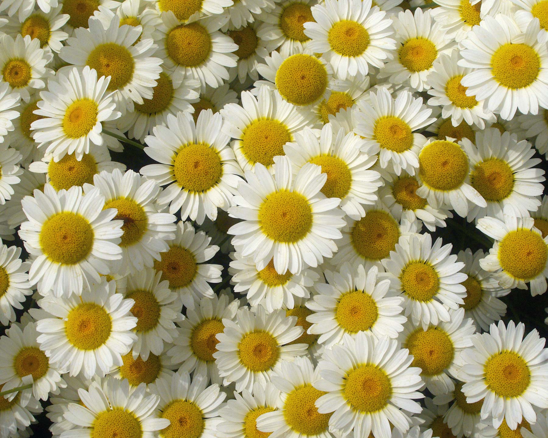 Athemis tinctoria 'Sauce Hollandaise' daisy type flower with yellow/cream petals and deep yellow centre