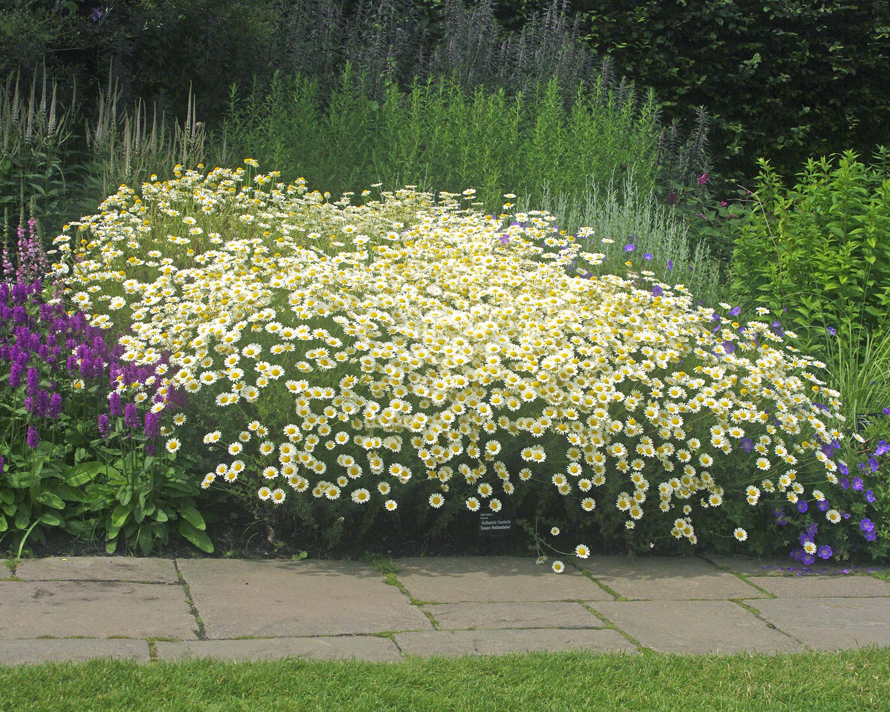 Athemis tinctoria 'Sauce Hollandaise' low and spreading plant - great addition to garden borders