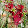 Anigozanthus flavidus - Red flowers