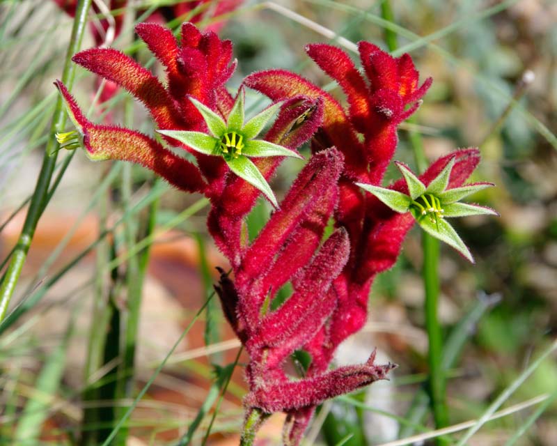 Anigozanthus flavidus - Red flowers