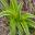 Liriope muscari - variegated leaves