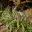 Liriope muscari - variegata