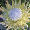 Protea cynaroides, King Protea