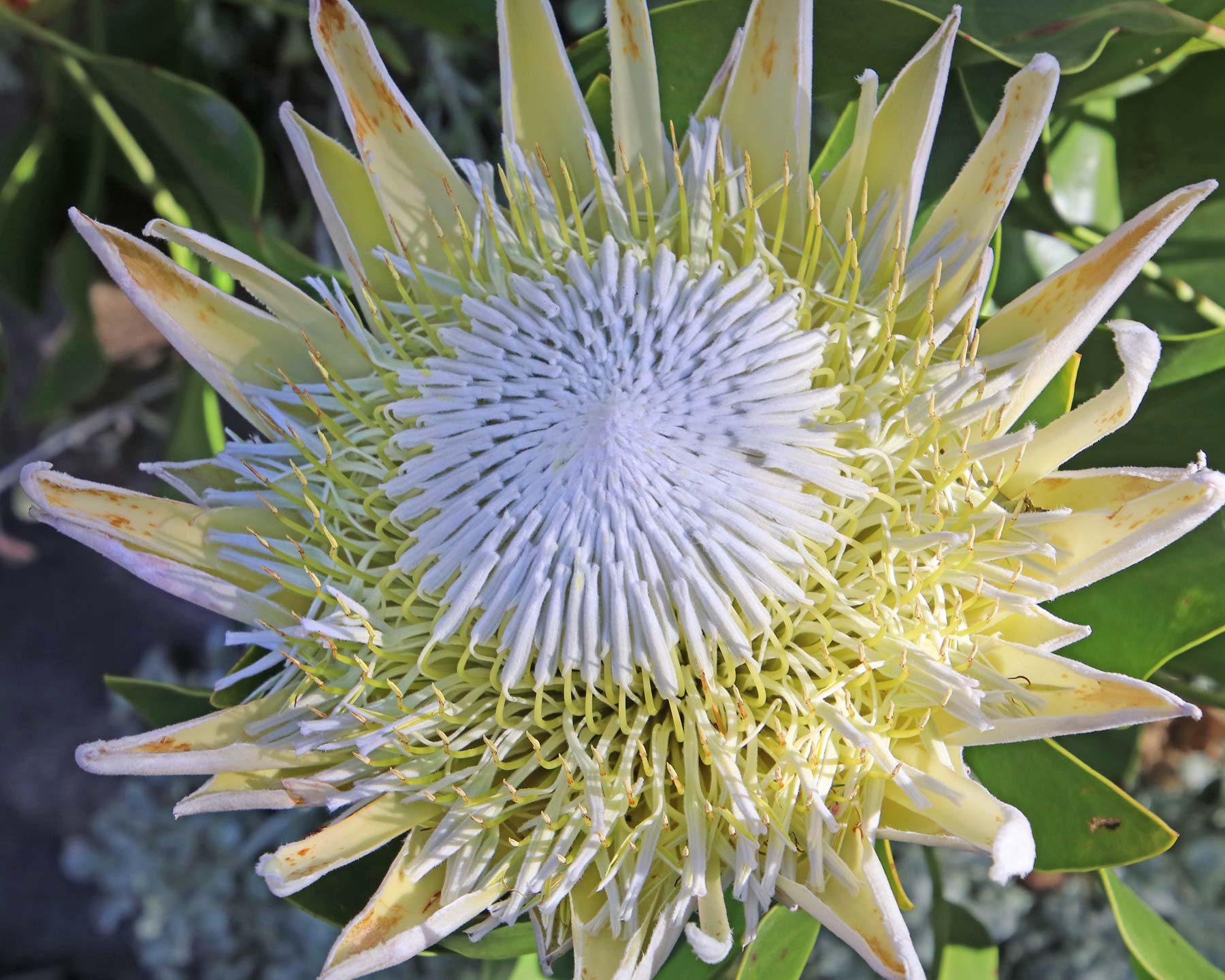 Protea cynaroides, King Protea