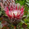 Protea cynaroides - King Protea