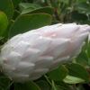 Protea cynaroides ' King White'