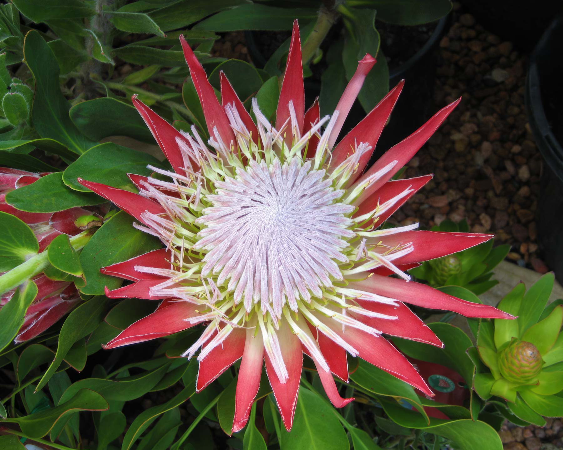 Protea cynaroides - Little Prince, a new compact King Protea especially good for containers and small gardens.  Birds love it.