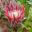 Protea cynaroides - King protea