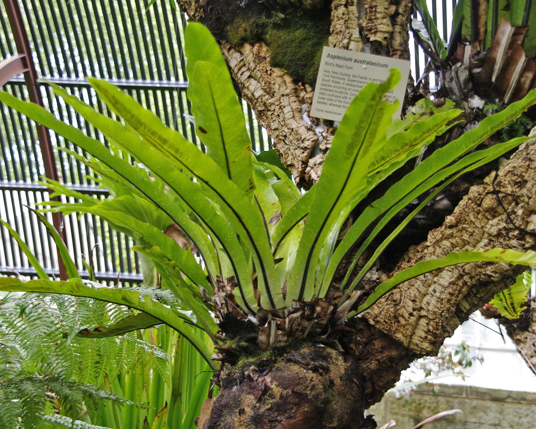 Asplenium australasicum - Birds Nest fern. Attach and grow on tree as seen in the Fern House Sydney Botanical Gardens