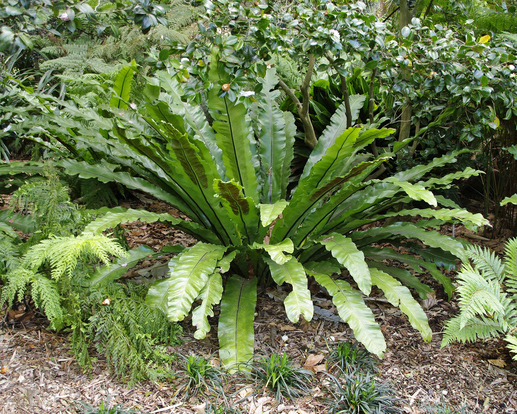 Asplenium australasicum will grow well in outside in Sub-tropical and Tropical regions