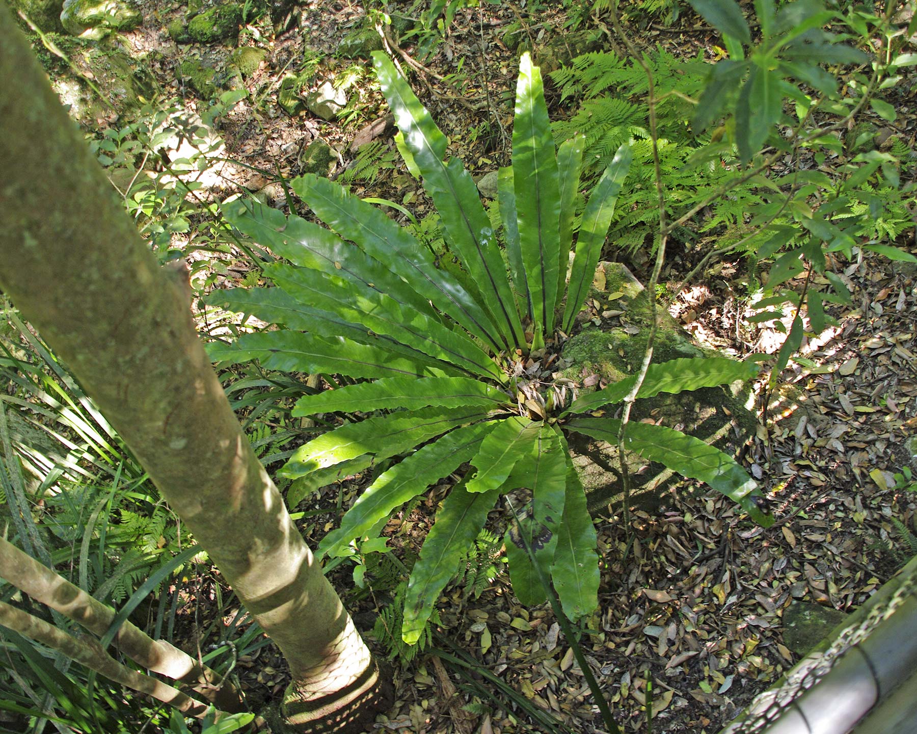 Asplenium australasicum in natural habitat, Minumurra Falls, NSW