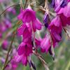 Dierama pulcherrimum - drooping spikes of bright pink bell like flowers