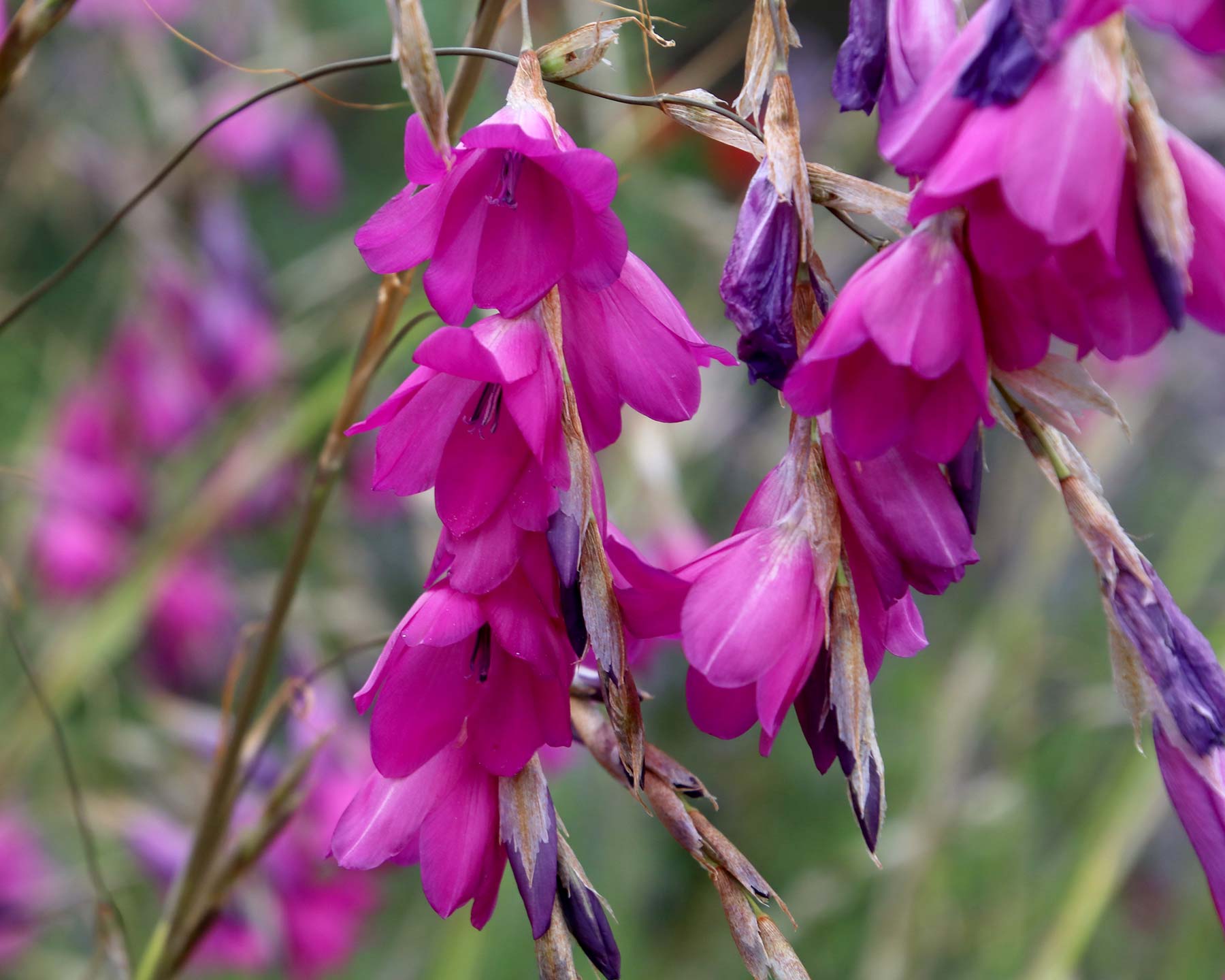 Dierama pulcherrimum - drooping spikes of bright pink bell like flowers