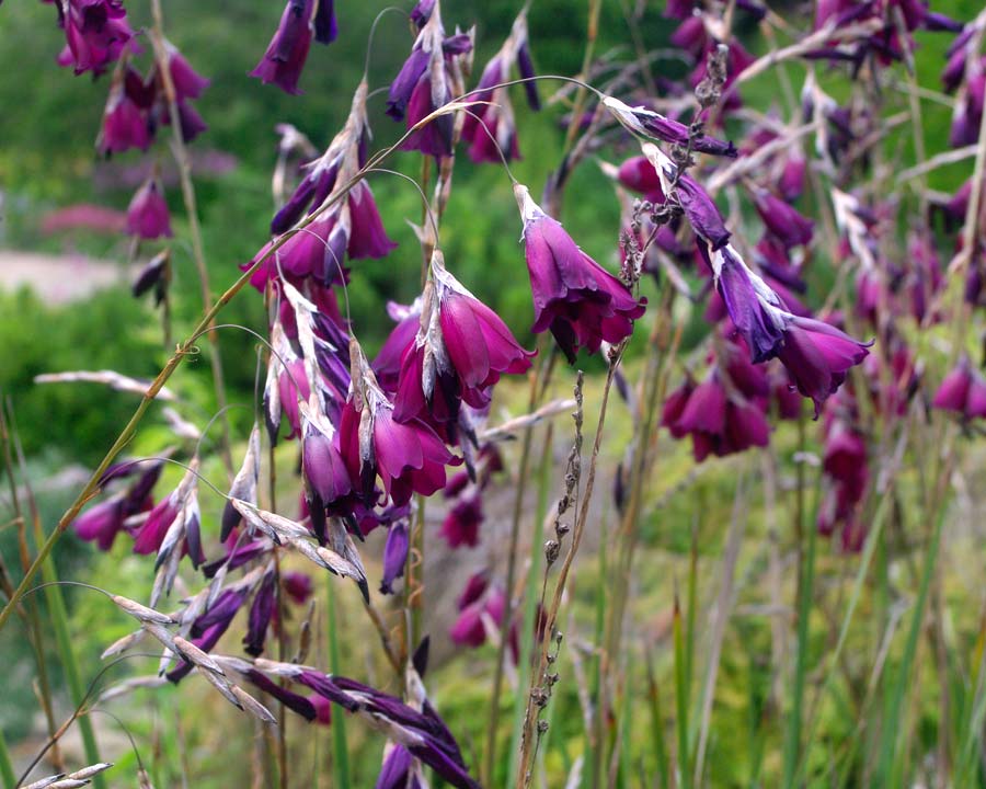 Dierama pulcherrimum 'Merlin' deep purple bell shaped flowers
