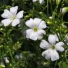 Gysophila elegans - Baby's Breath - annual with small pure white open flowers