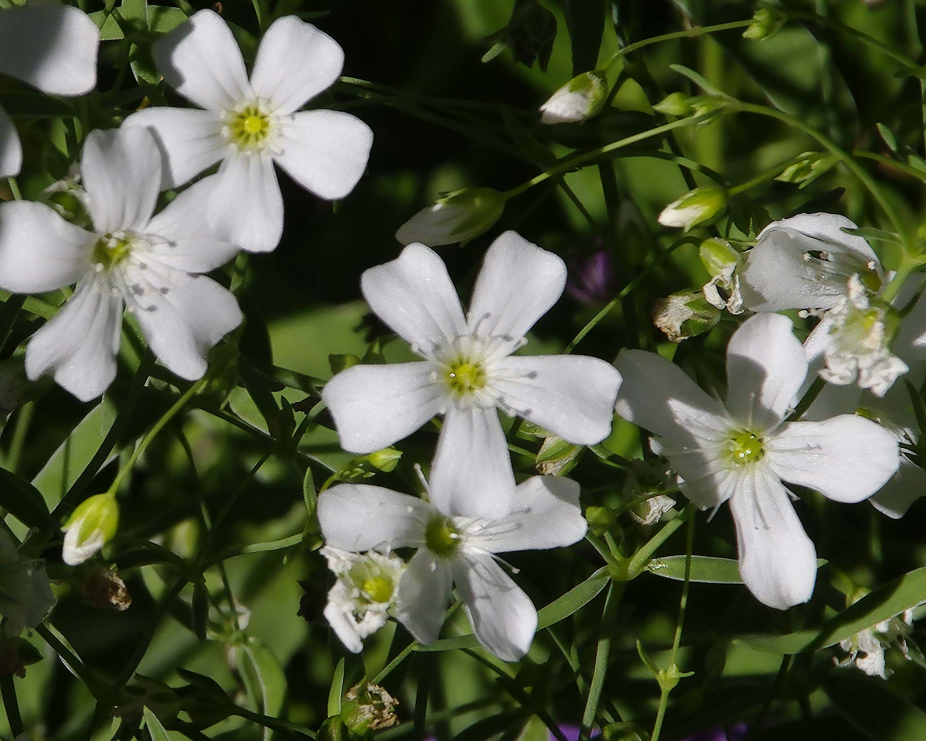 Gypsophila 'Monarch White' - Baby's Breath delicate white flowers