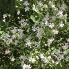 Baby's Breath. Gypsophila 'Monarch White' - a soft filler plant between larger plants in garden borders