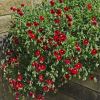 Low growing perennial with deep red flowers Helianthemum 'Sudbury Gem'