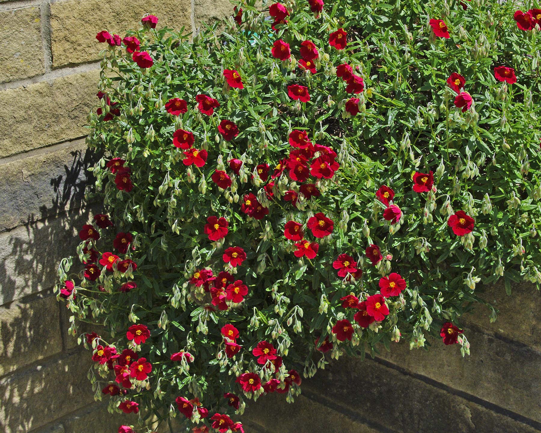 Low growing perennial with deep red flowers Helianthemum 'Sudbury Gem'