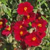 The deep red flowers of Helianthemum nummularium 'Sudbury Gem'