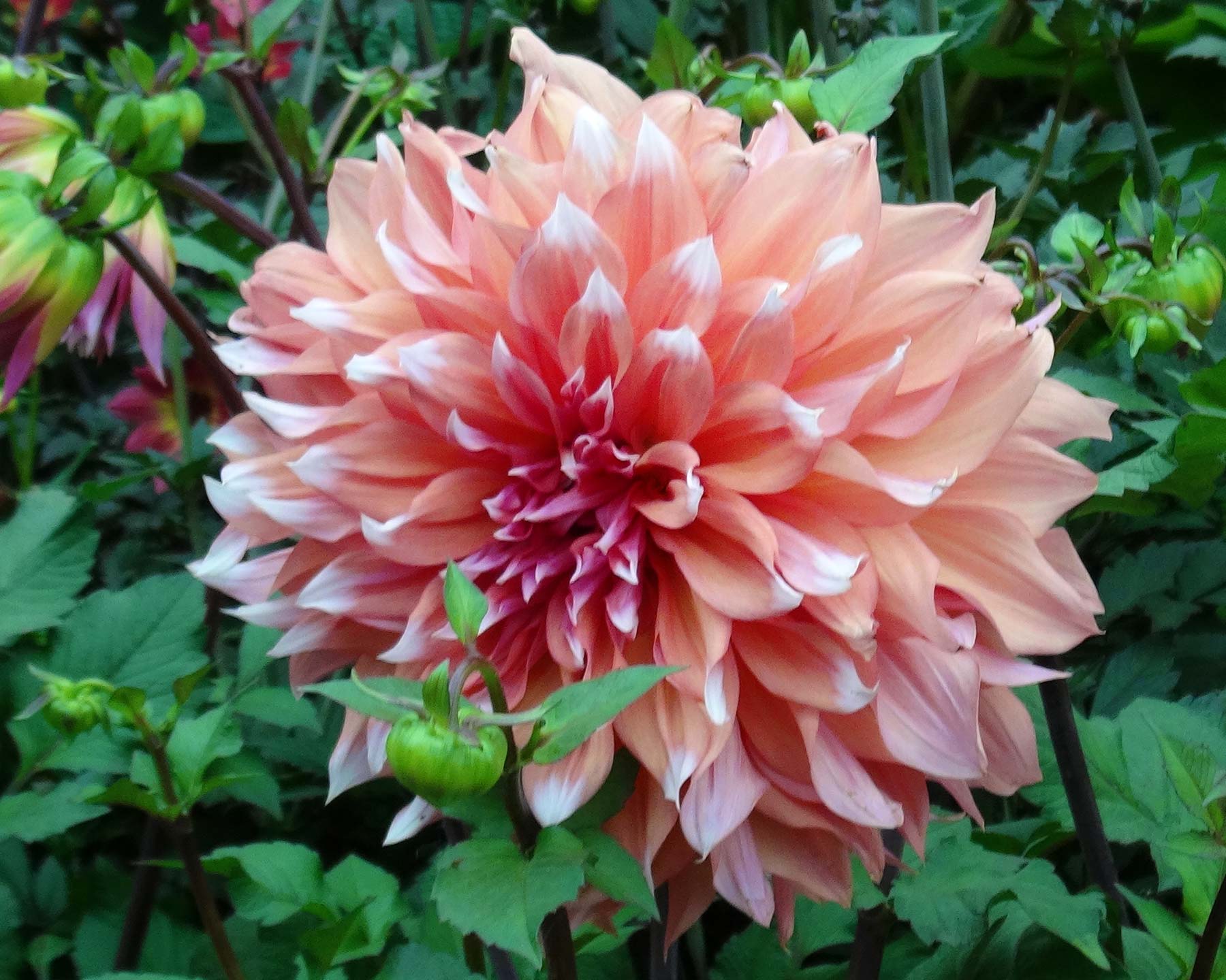 Dahlia Decorative Group 'Holland Festival' - this is a giant hybrid with 250mm heads