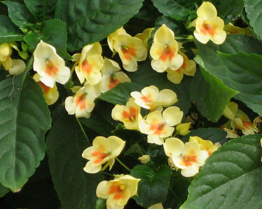 Impatiens hybrids this is Fusion Glow